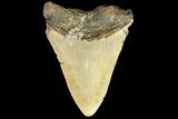 Bargain, Megalodon Tooth - North Carolina #77581-2